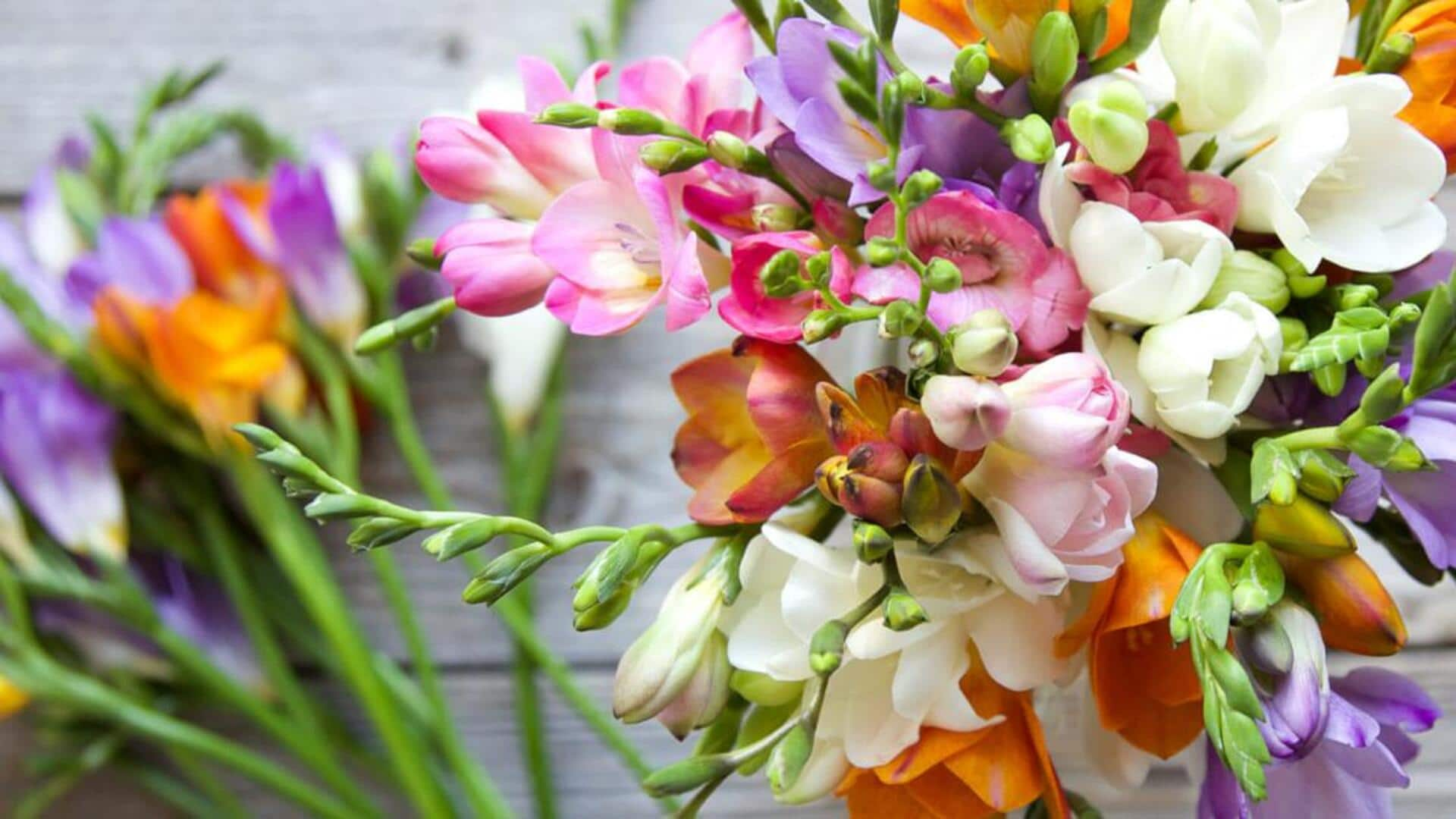 Growing sweet-smelling freesias in sunny window sills