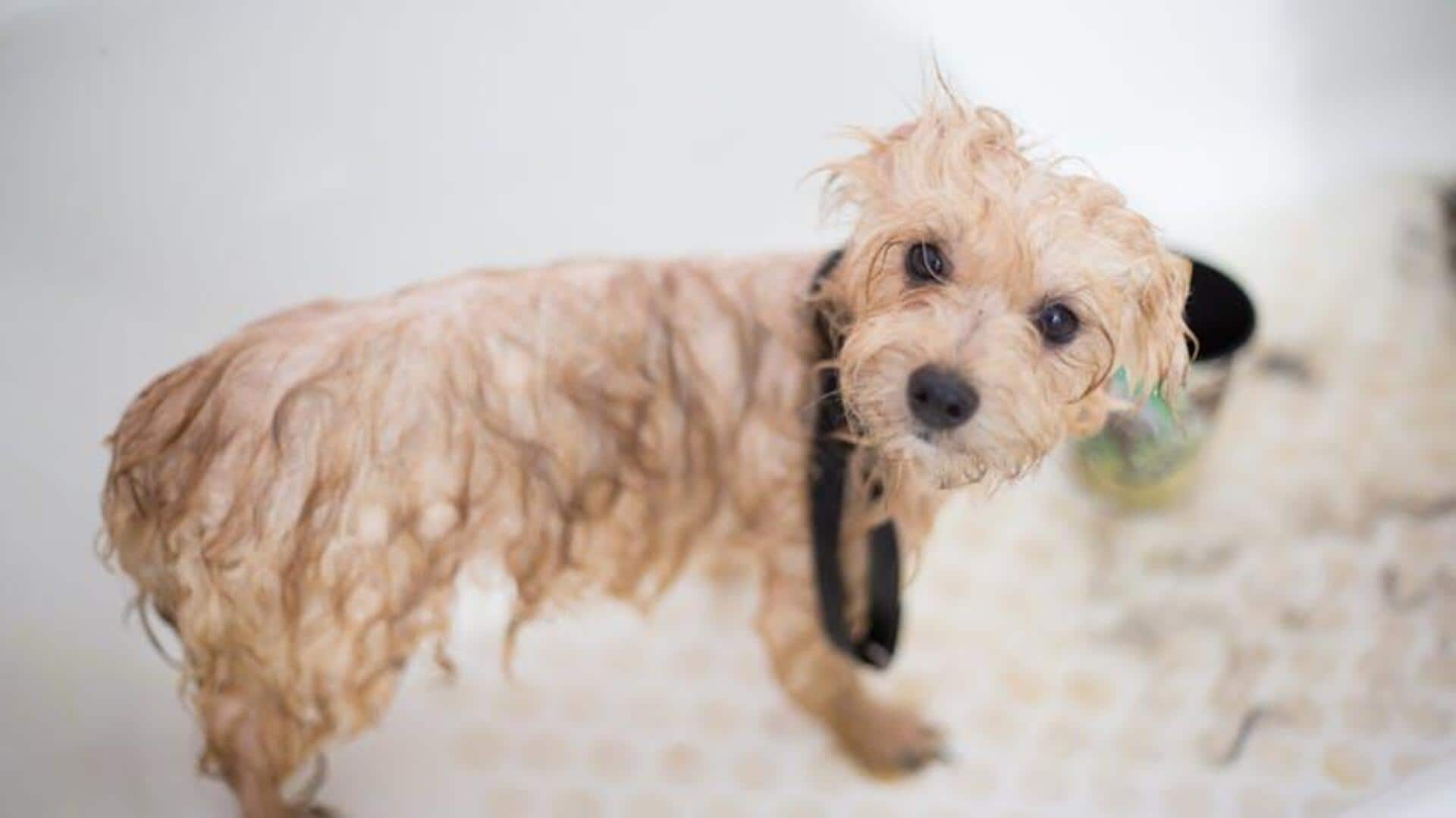 Dog grooming mess? Here's how to keep your space clean