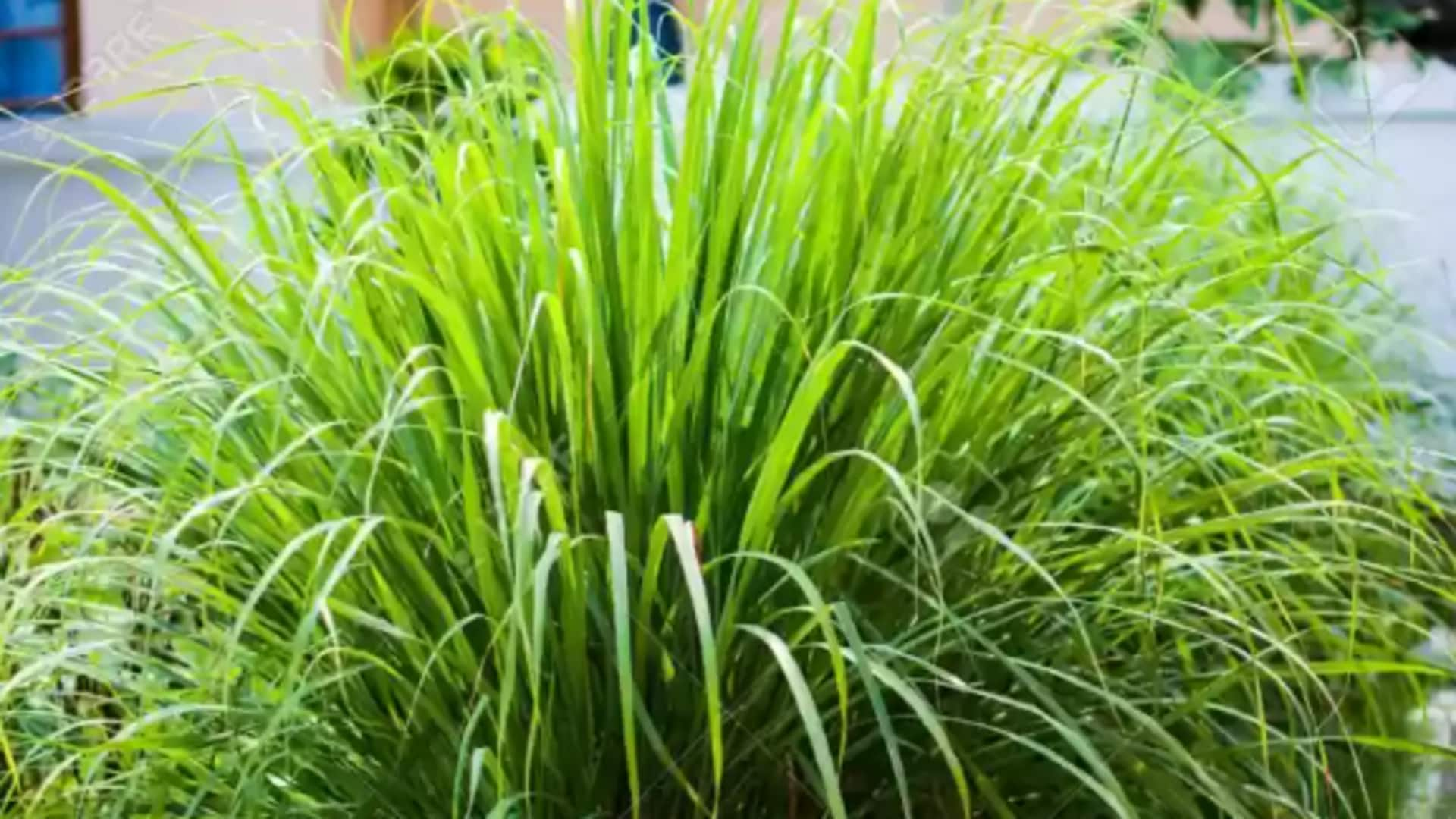 A beginner's guide to growing lemongrass at home