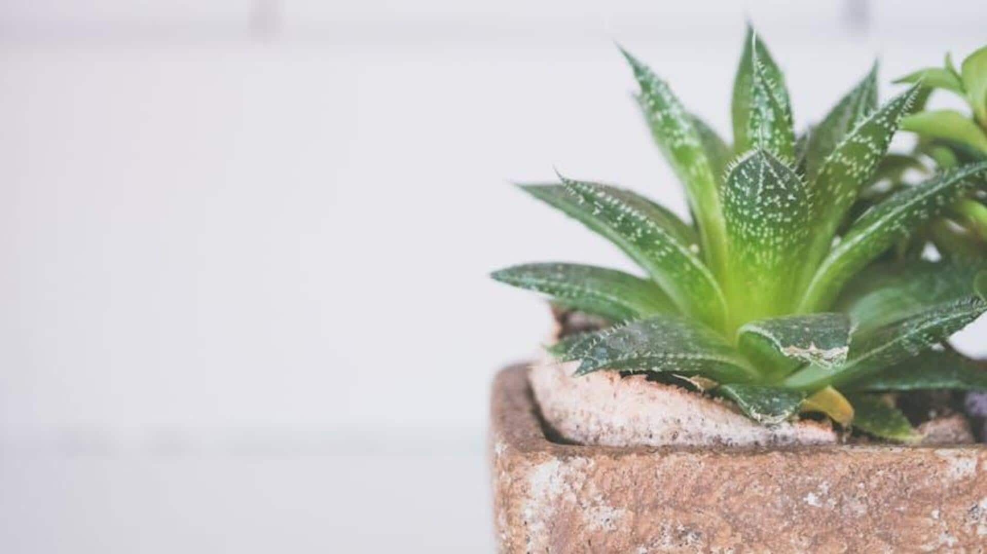Soothe burns with aloe vera gel Soothe burns with aloe vera gel