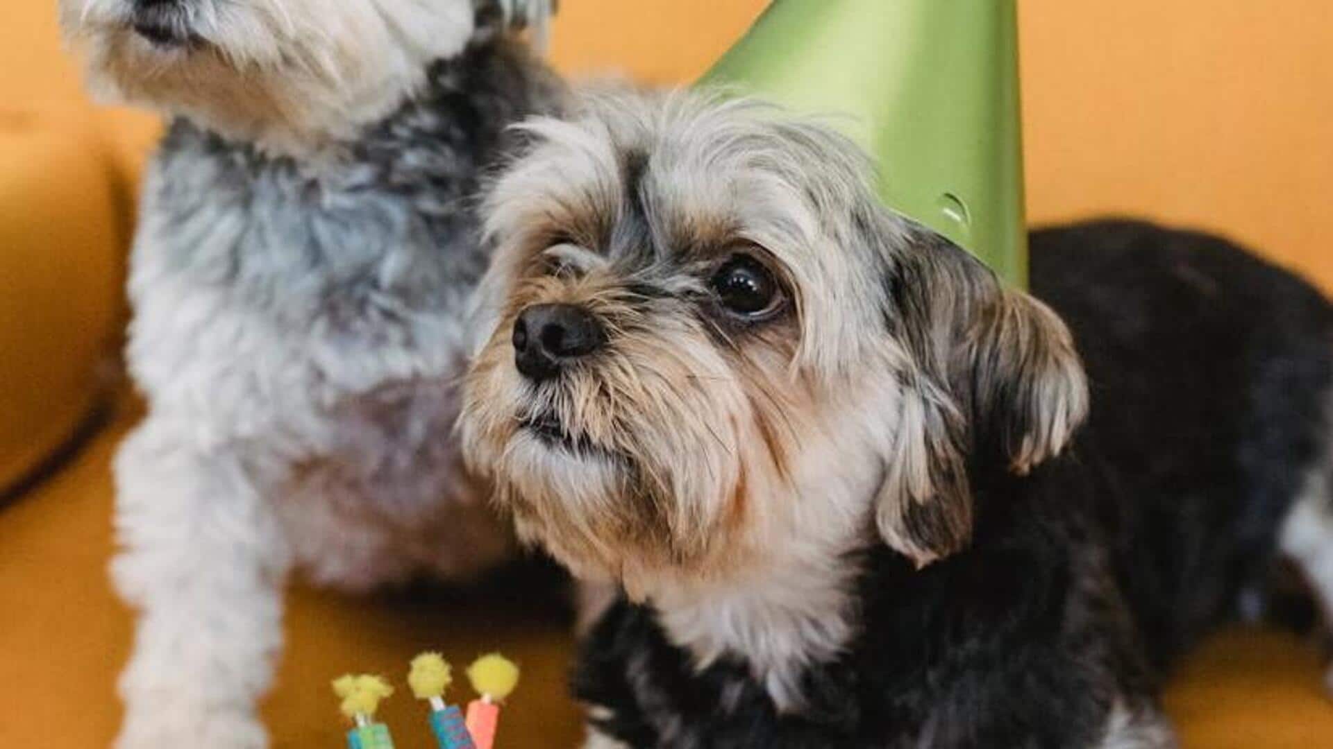 How to plan the 'paw-fect' pet-friendly birthday party How to plan the 'paw-fect' pet-friendly birthday party