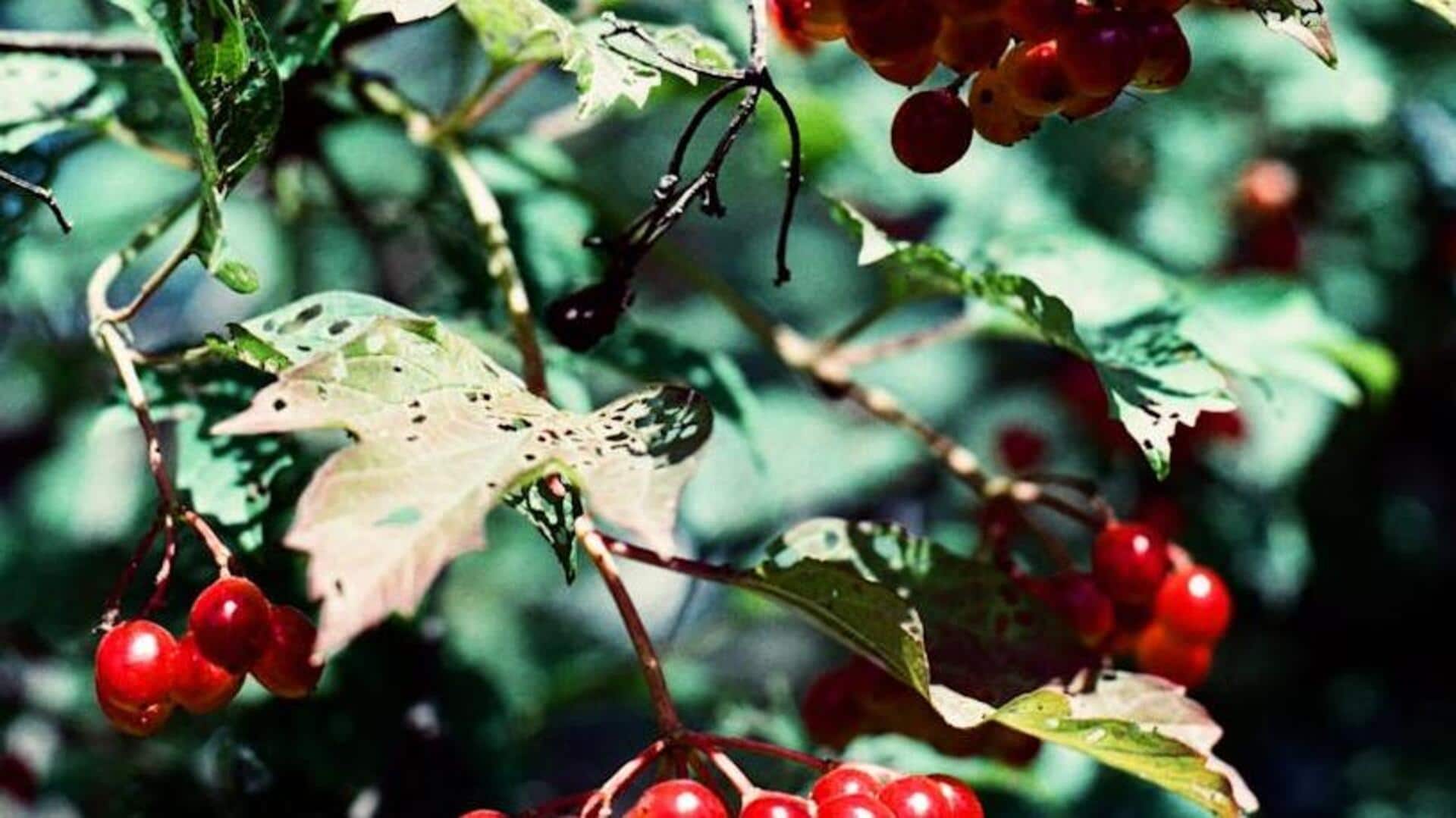 How to grow cranberries at home