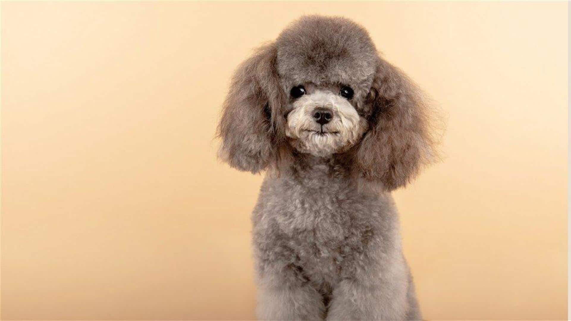 Easy tips to properly clip a Poodle dog's nails