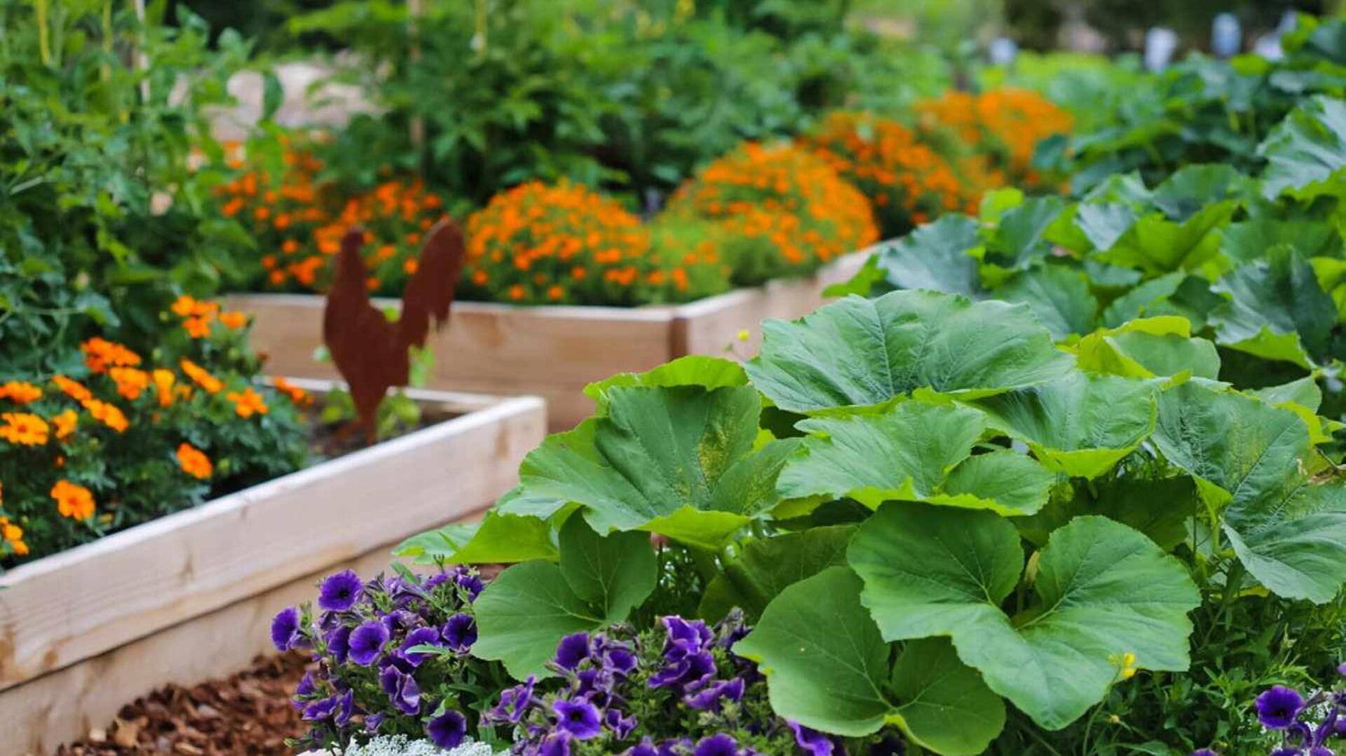 Master African-inspired vegetable patchwork gardening