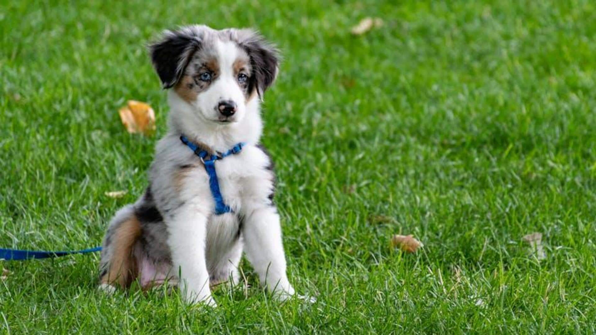 How to calm your dog: 5 easy tricks