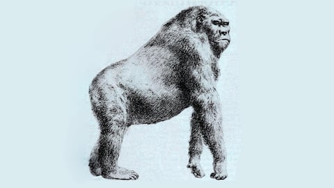 Was King Kong real? Scientists discover 10-foot-tall, 660-pound ape's fossils