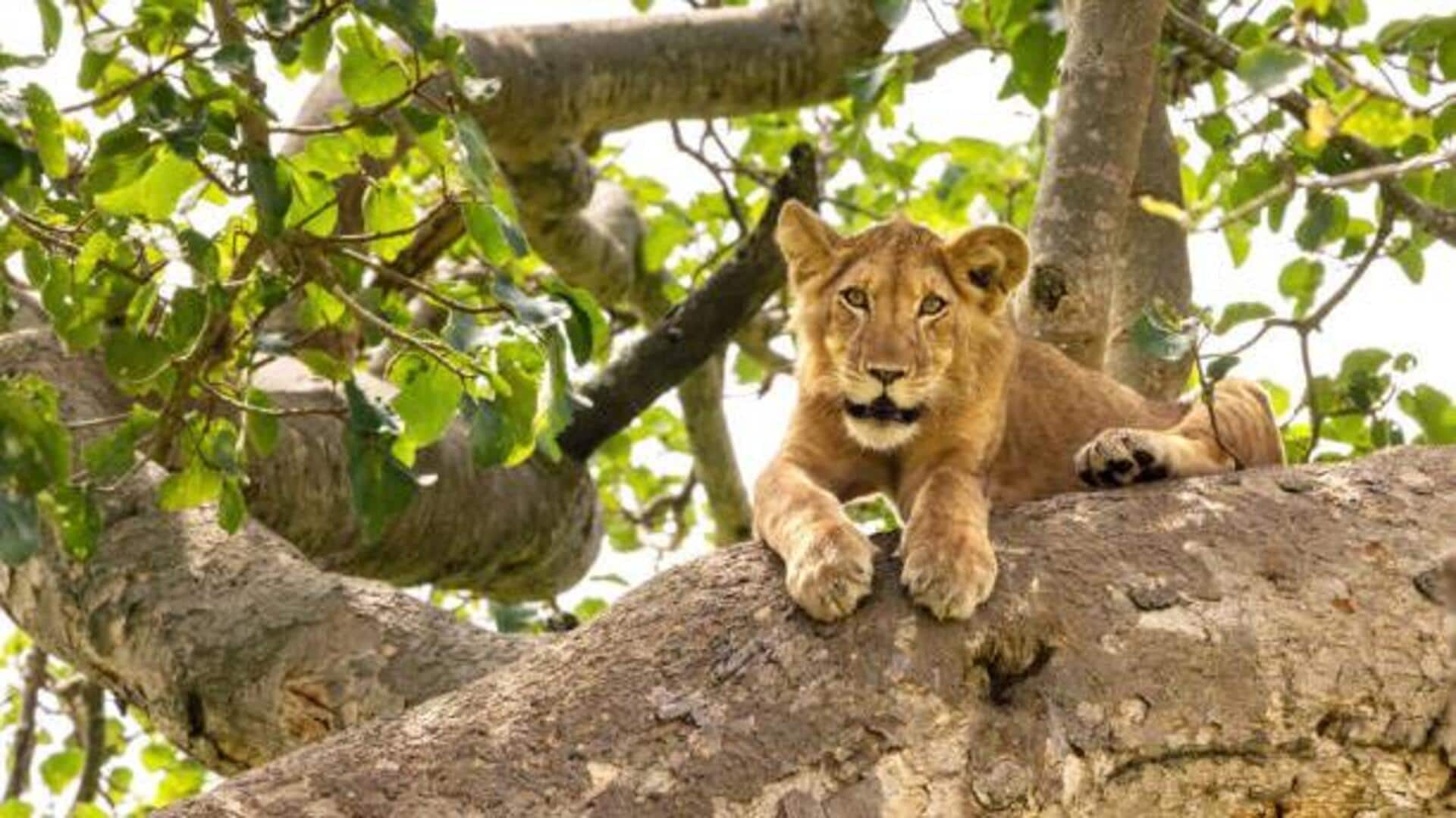 Ever witnessed tree-climbing lions? Experience them in Uganda