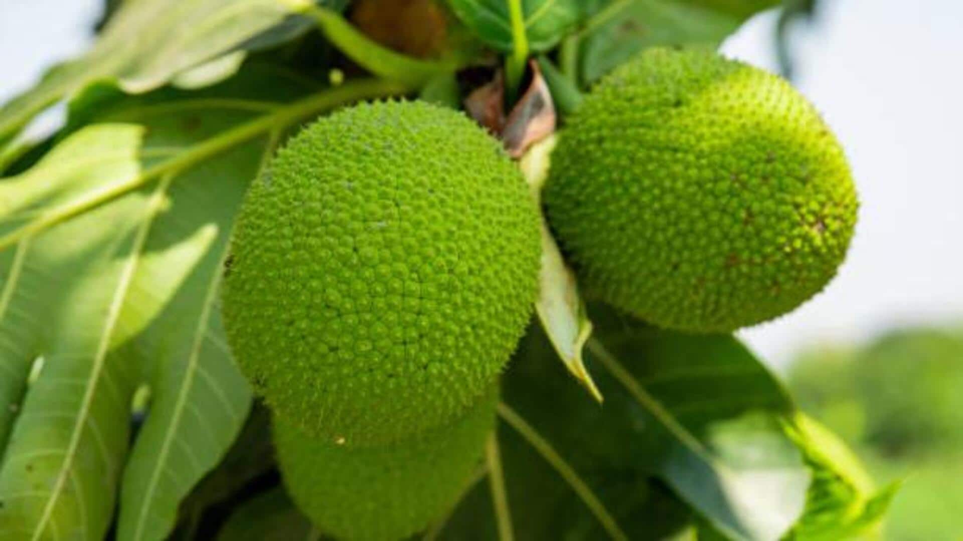 5 tasty ways to cook with breadfruit 5 tasty ways to cook with breadfruit
