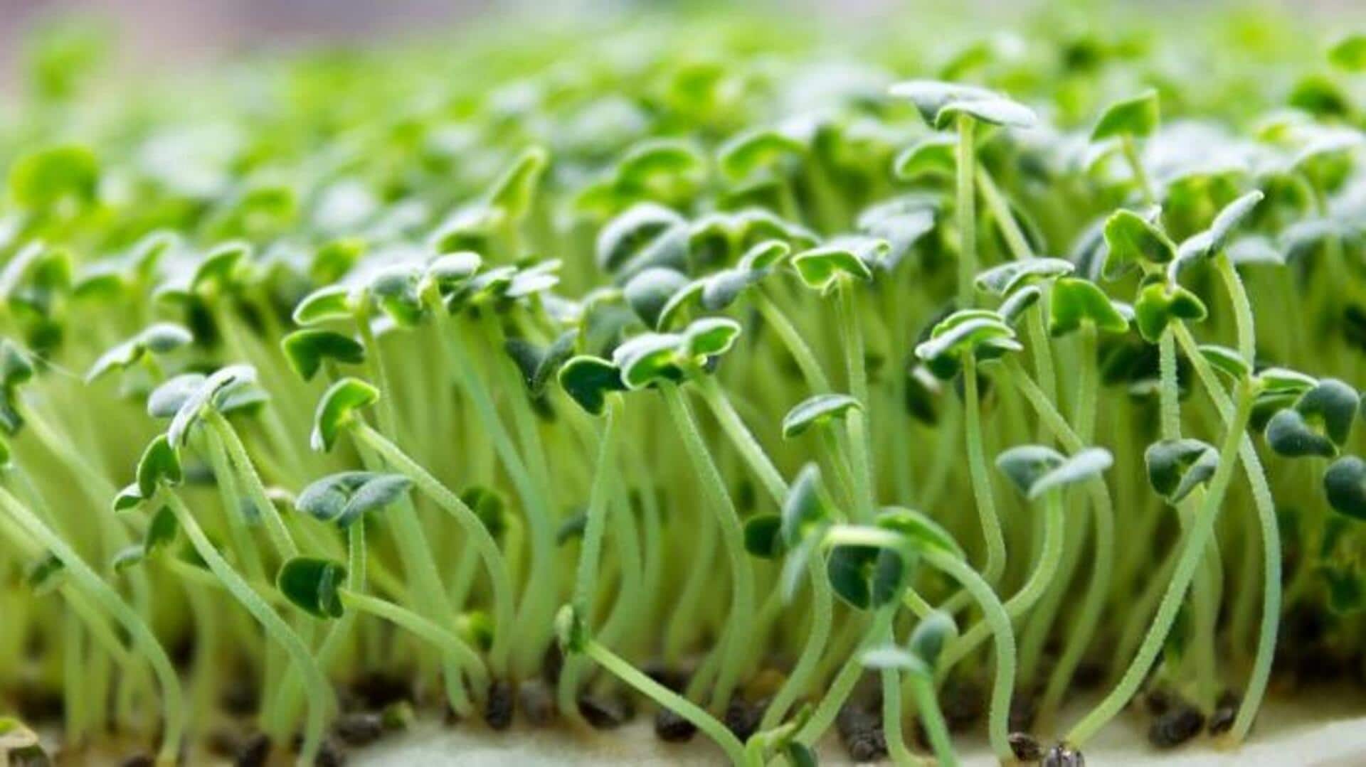 Sprouts de chía: descubra sus beneficios para la salud Sprouts de chía: descubra sus beneficios para la salud