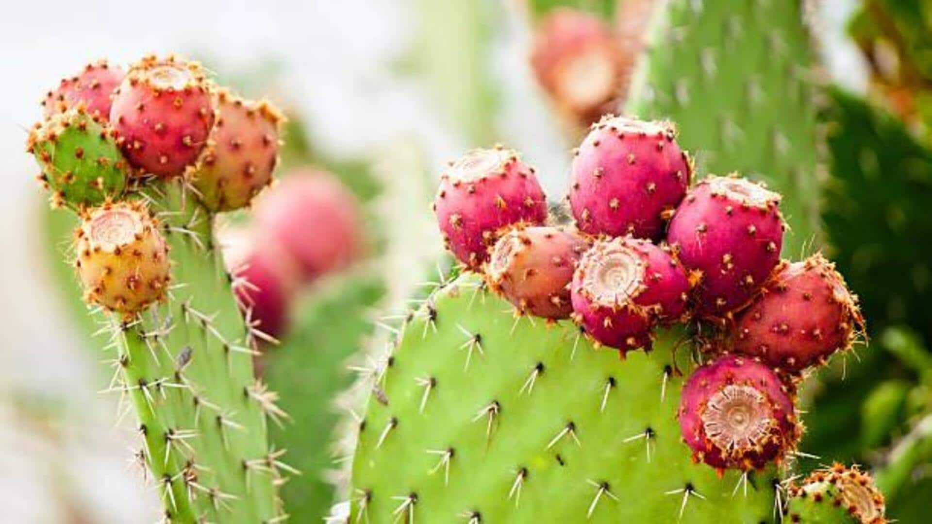 Transforming African cactus pear into a healthy snack 