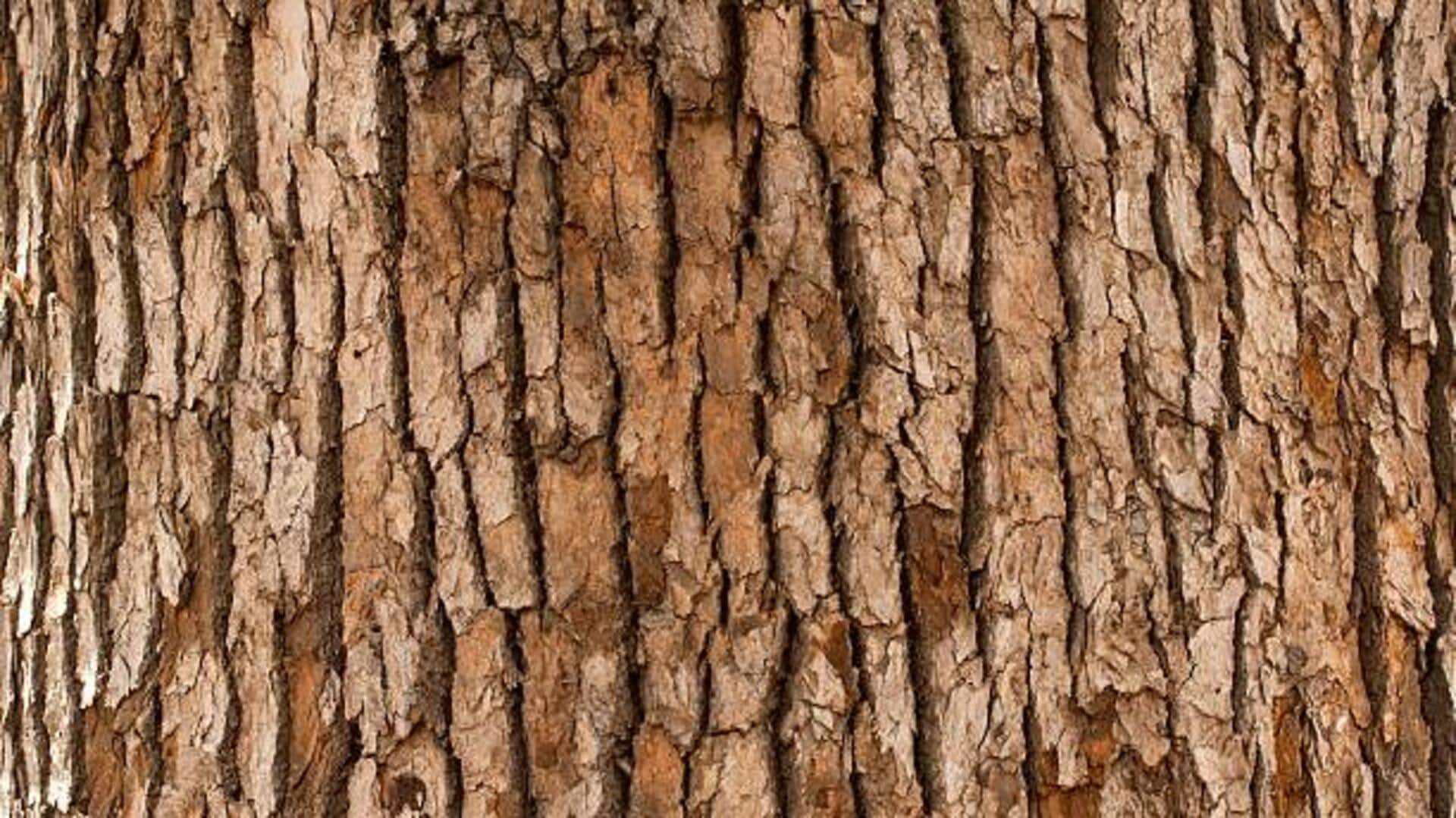 Why you should know about silverbark