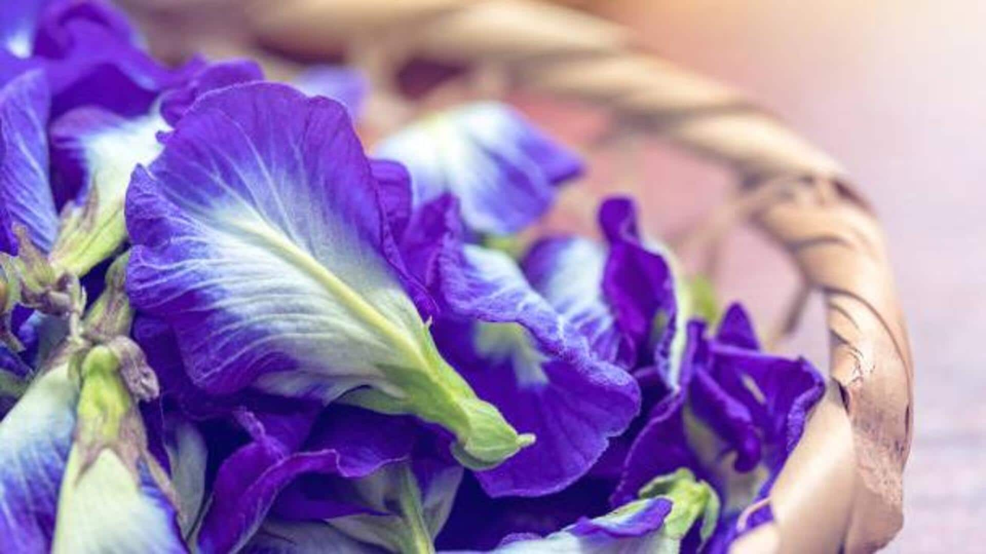 Discover the African butterfly pea flower