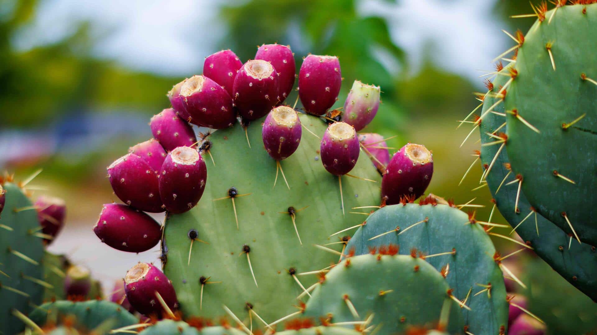 Cactus fruit benefits you need to know
