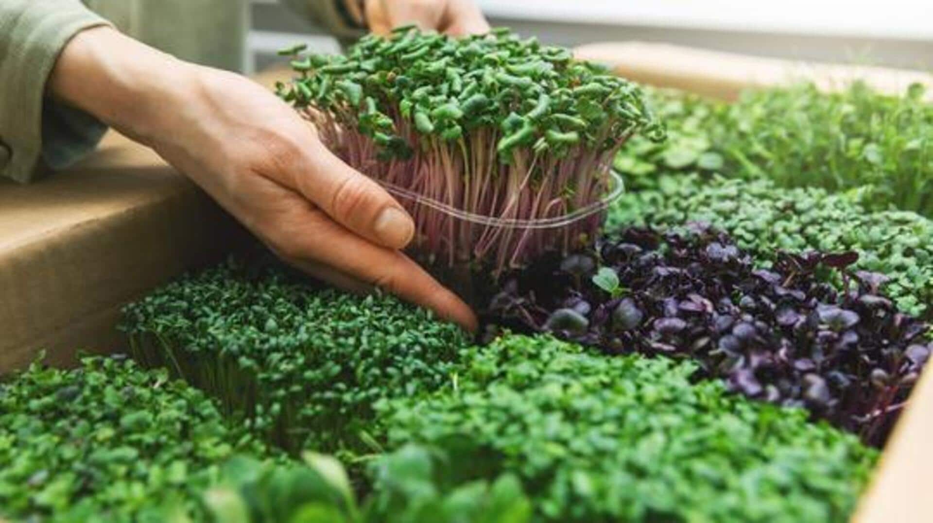 Are microgreens healthy? Let's find out
