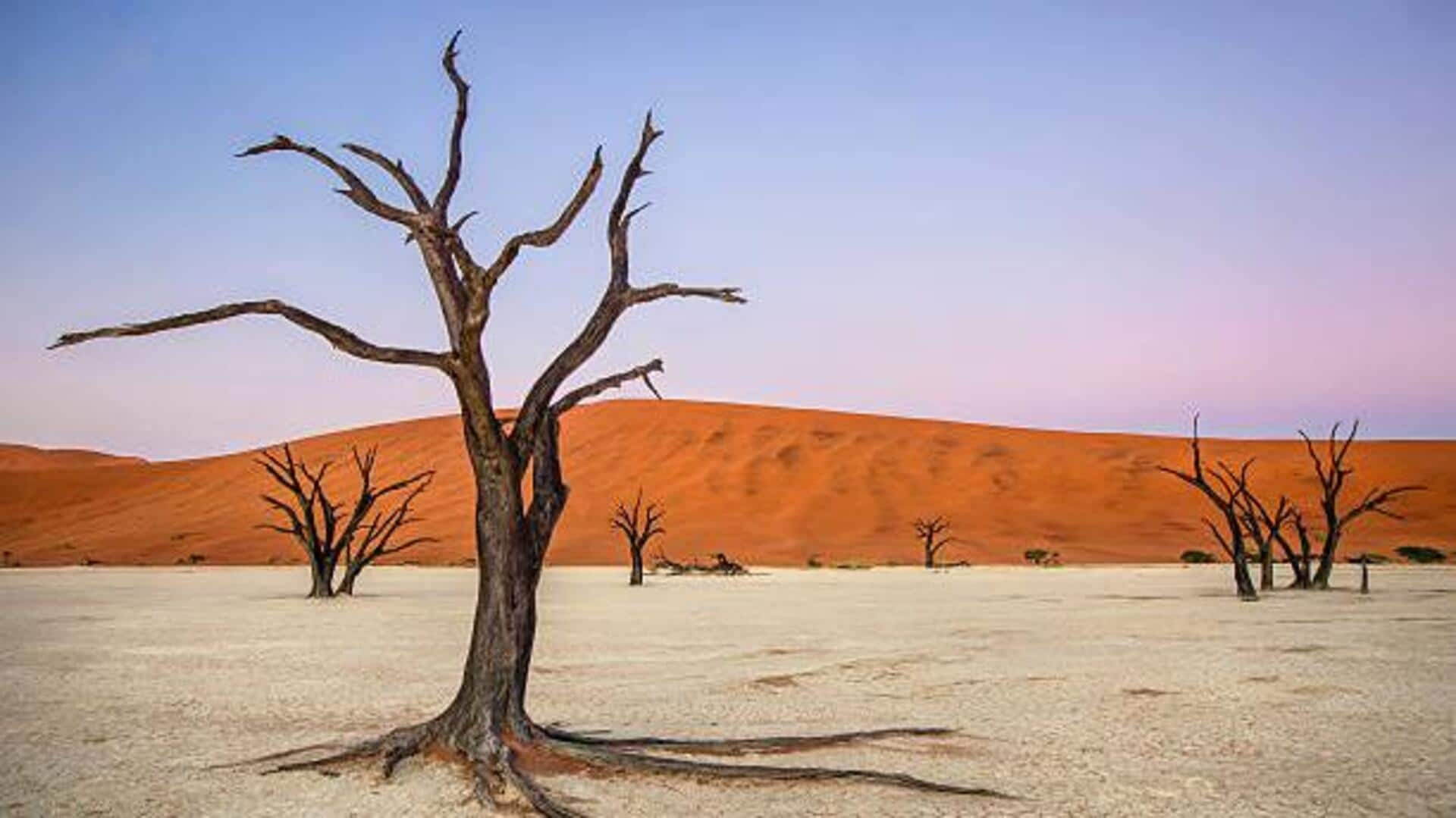 Discovering the petrified forests of Namibia