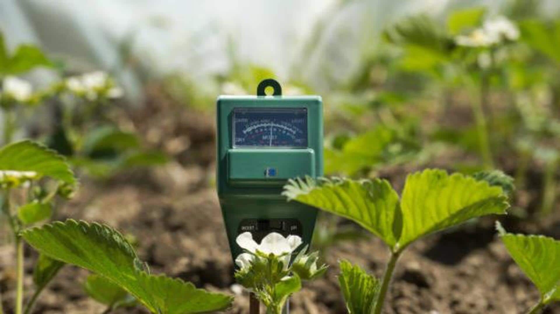 How to test your plant's pH levels