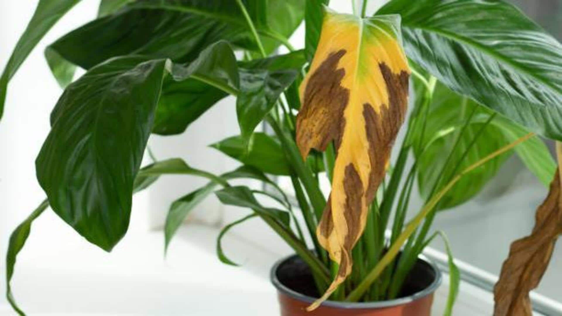 How to prevent leaf browning in houseplants How to prevent leaf browning in houseplants