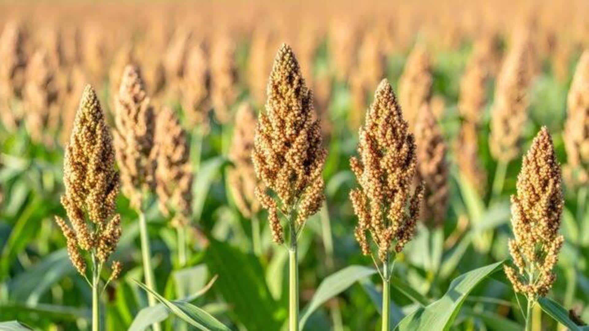 Why you should know about sorghum stalks