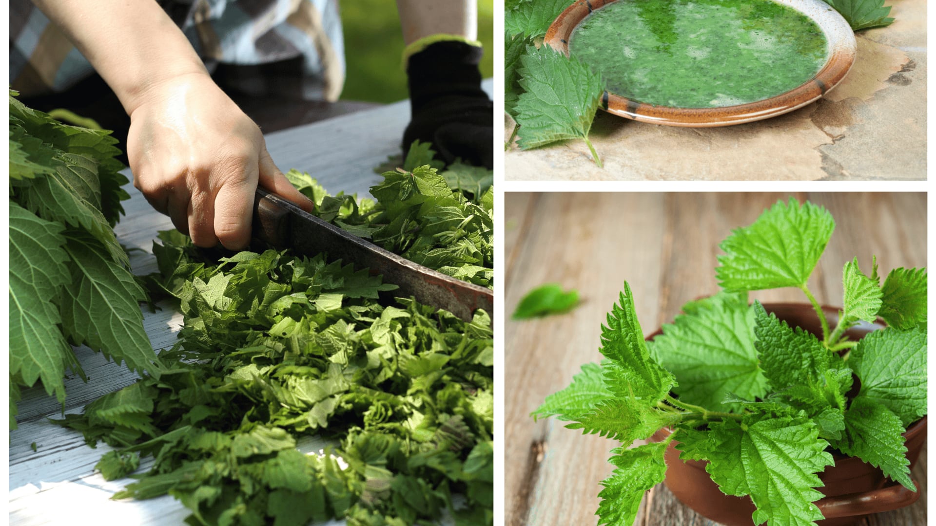 Nettle leaf: A superfood you must try