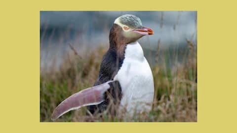 Rare yellow-eyed penguin crowned New Zealand's 'Bird of the Year'