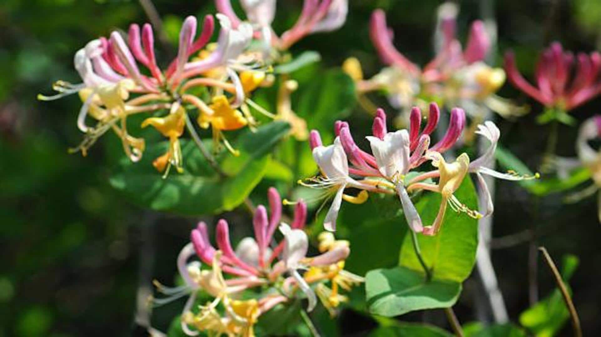 Honeysuckle isn't just flower: You can cook with it too! 