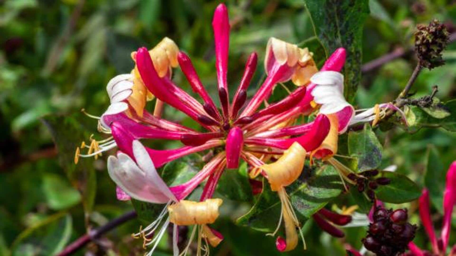 What is honeybush? Why is it used in skincare? 