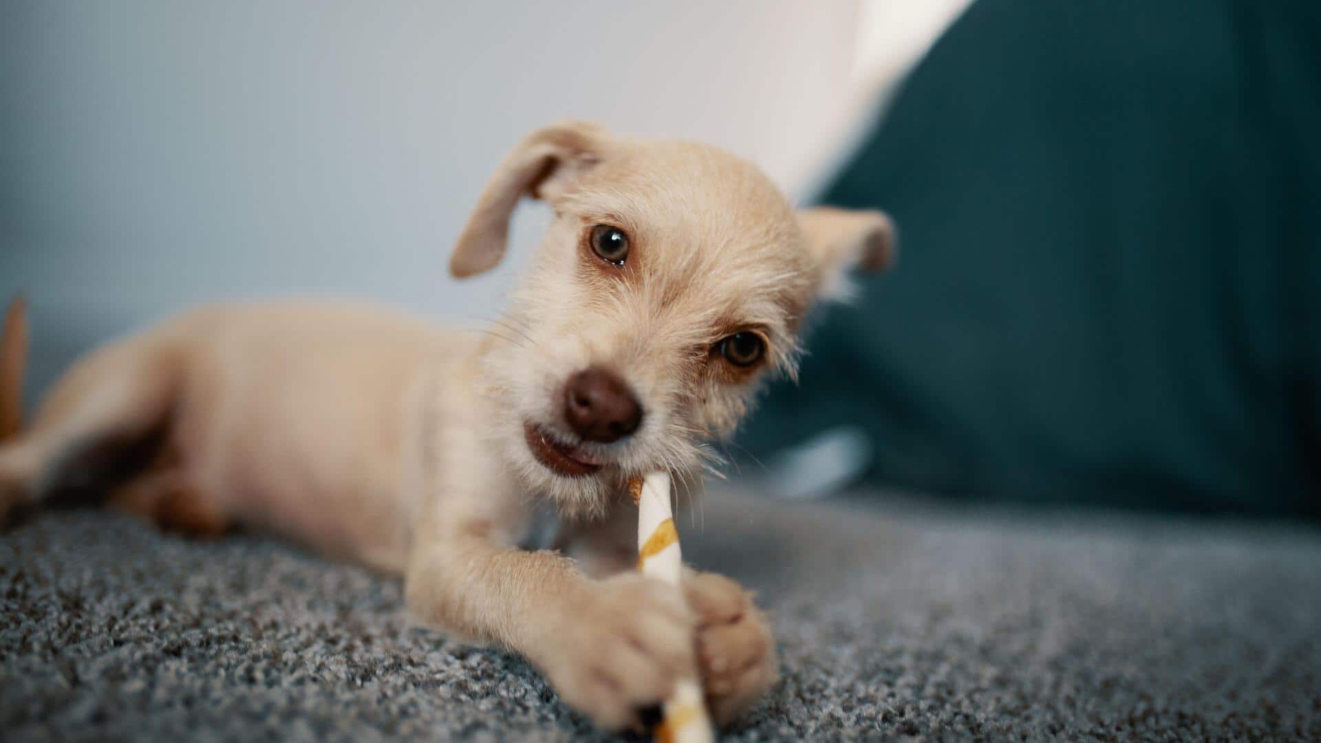 How to remove dog stains from carpets