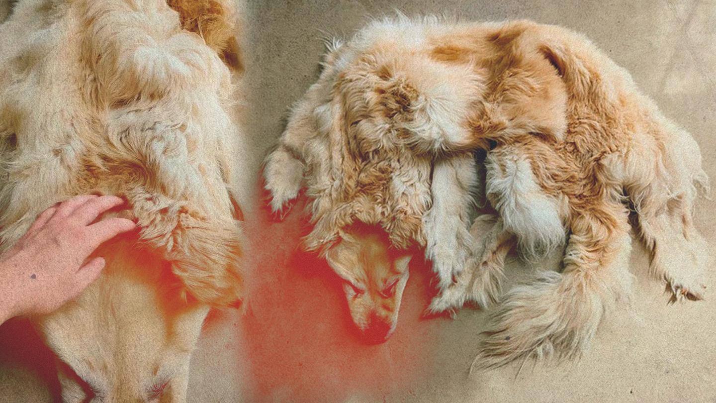 Family turns its dead golden retriever into a pelt rug