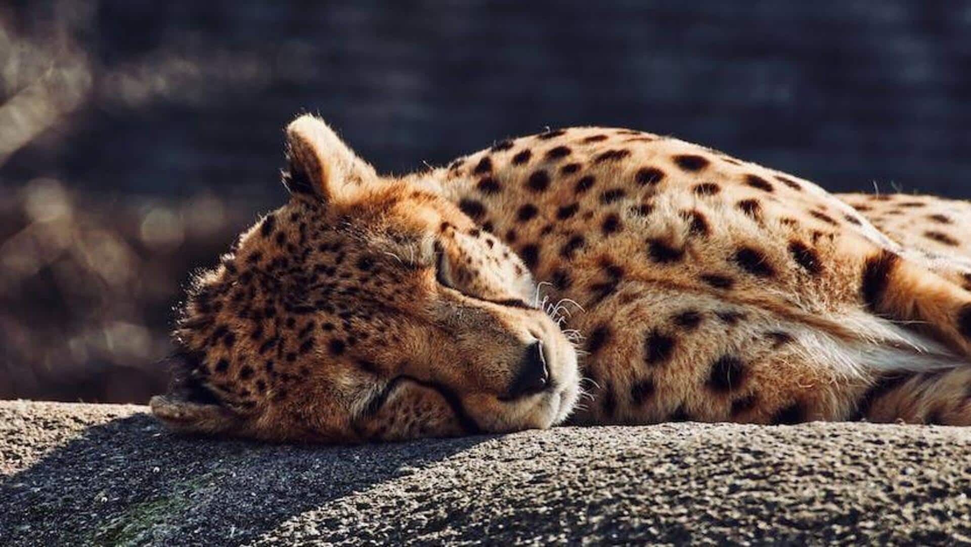 Female cheetah found dead at Kuno National Park