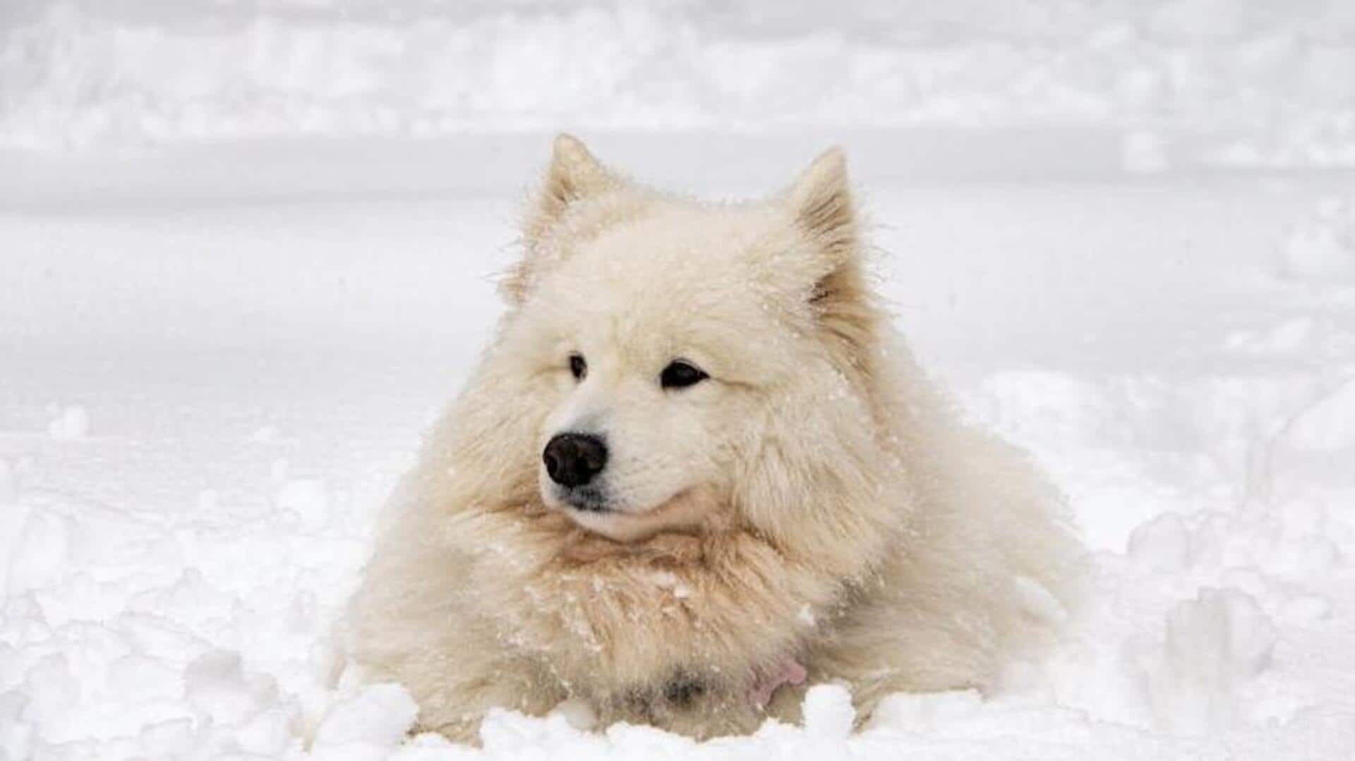 Foster your Samoyed's emotional health with these tips