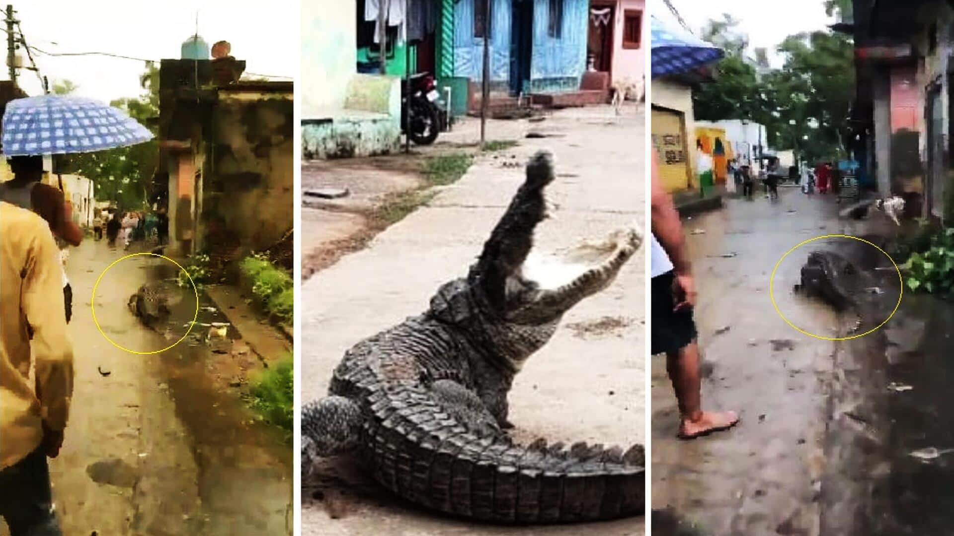 Watch: Crocodile spotted in village; man kicks it, dog chases