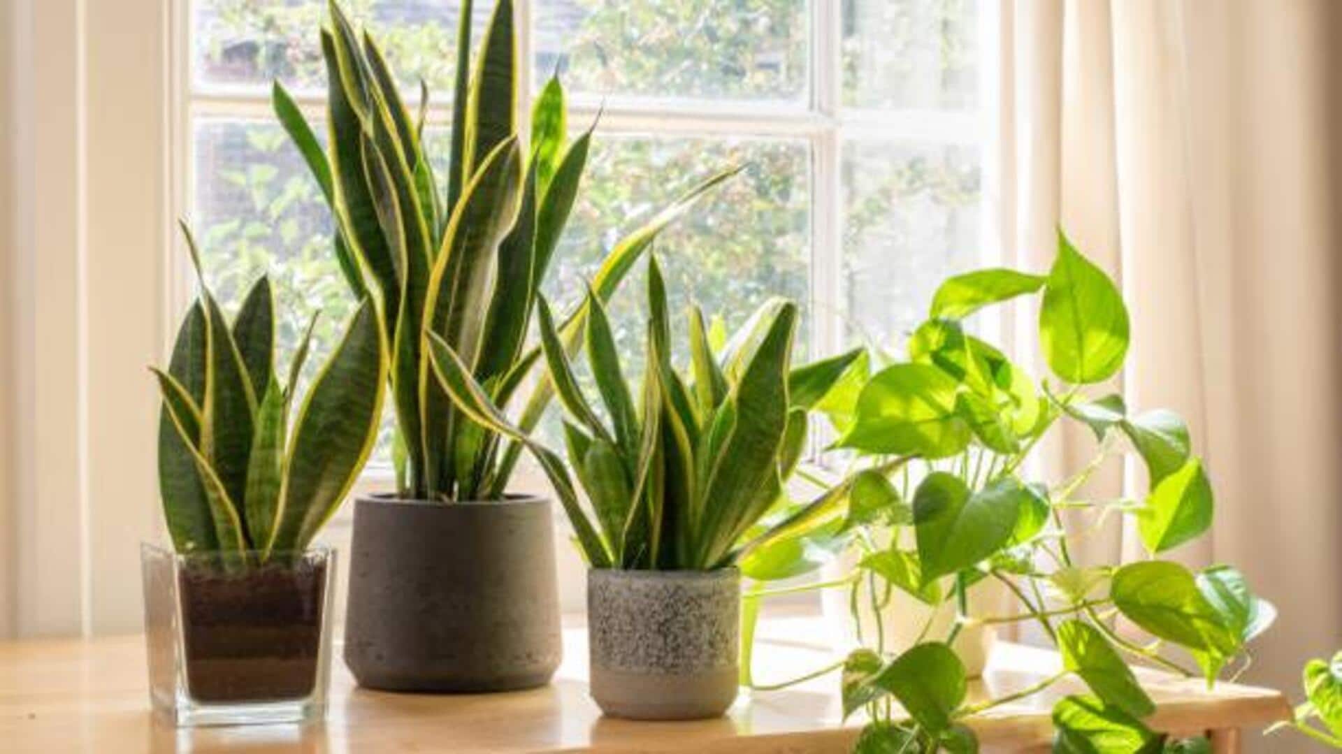 5 low-maintenance plants for a greener home 5 low-maintenance plants for a greener home