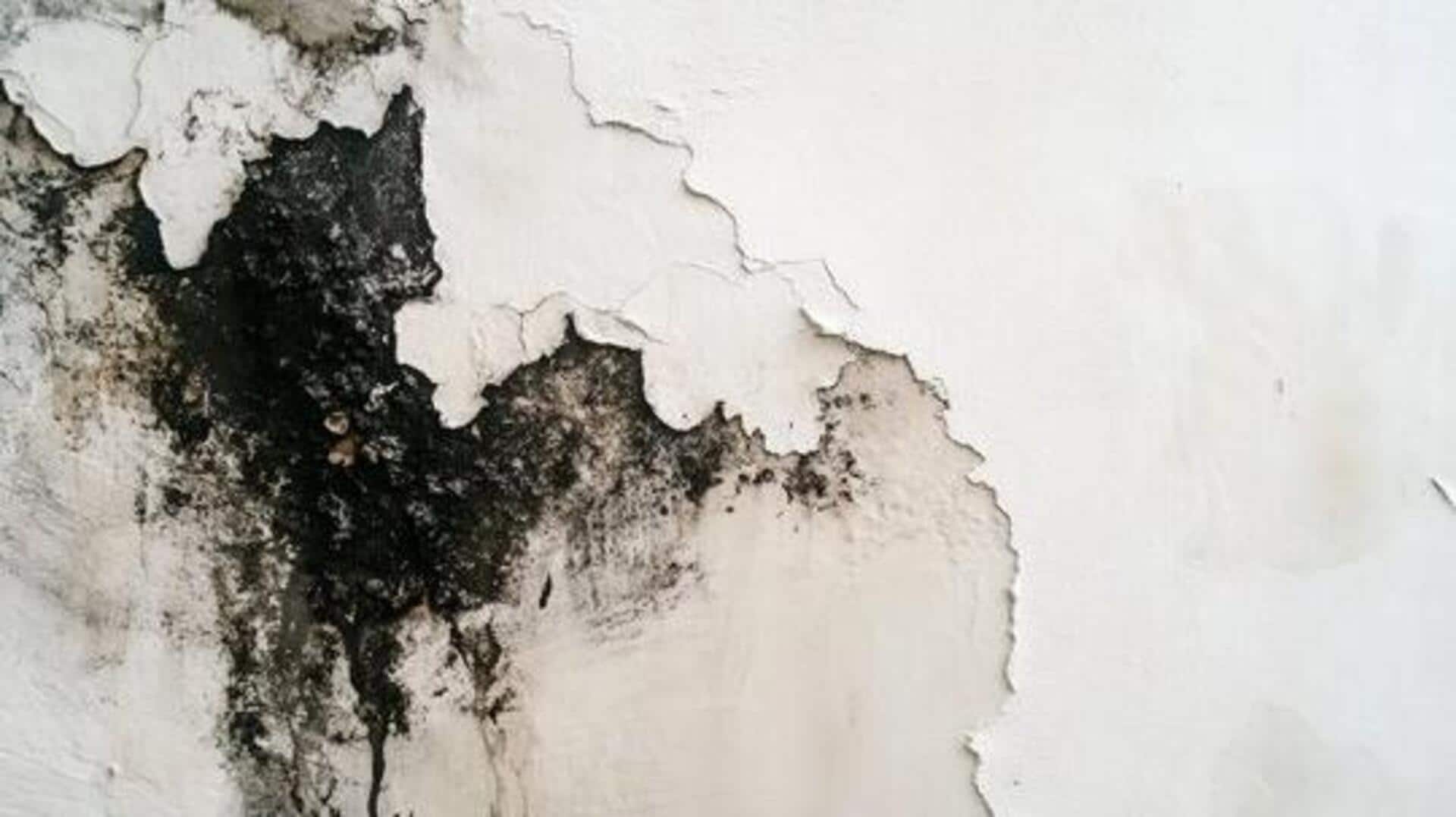 Is household mold making you sick? 