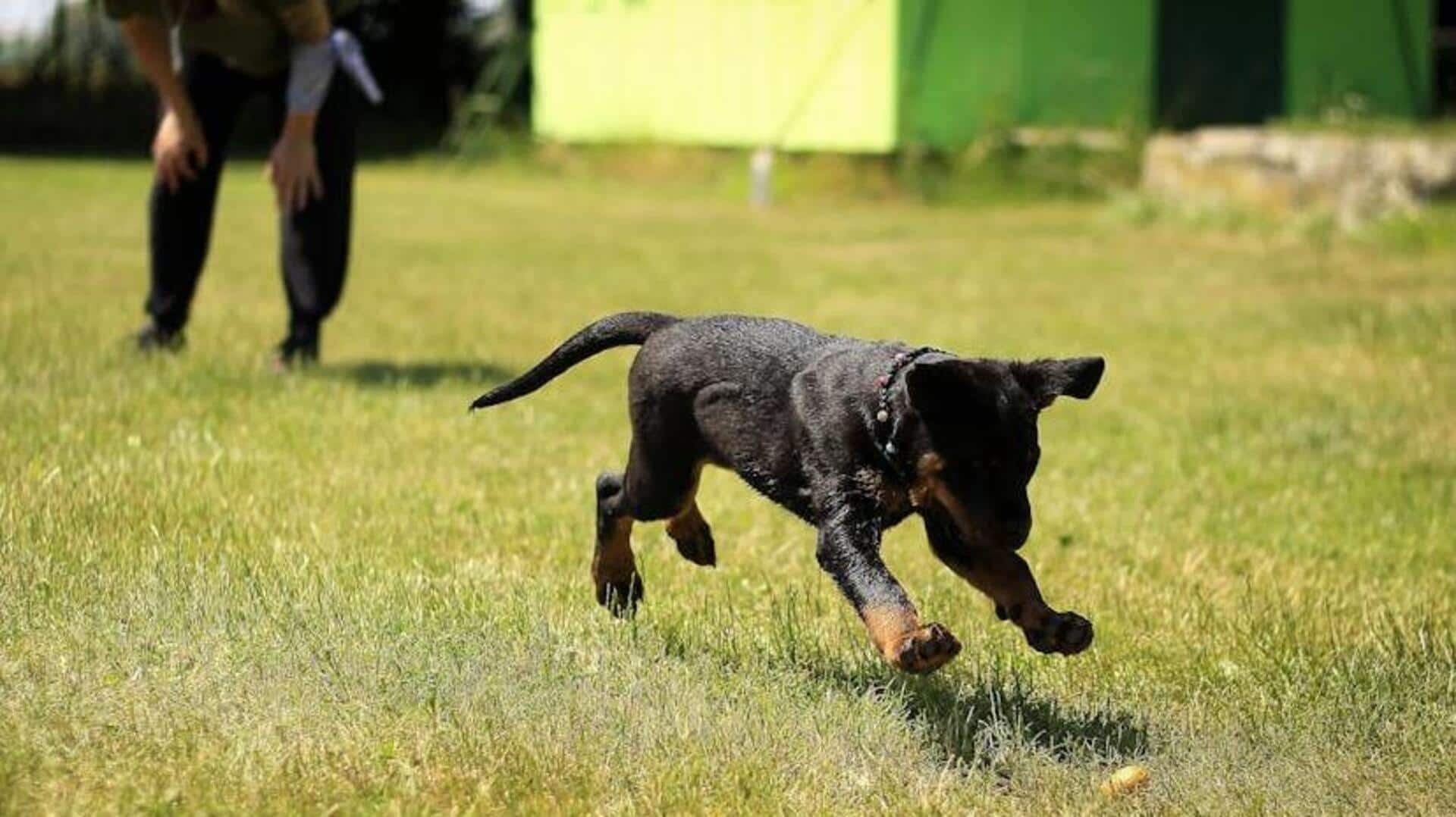 Mastering fitness with canine agility drills