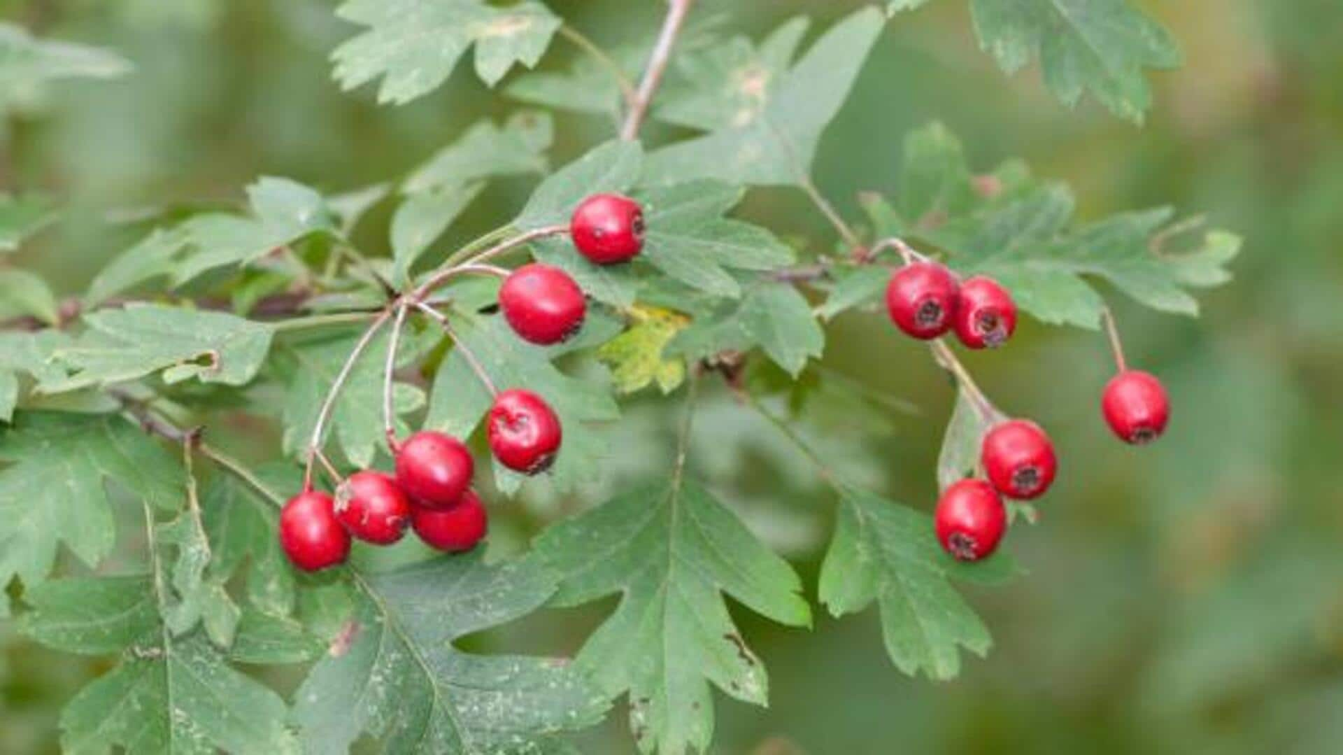 Revitalizing skin with hawthorn berry radiance