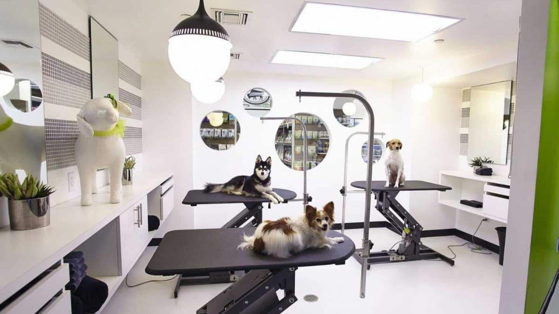 Smart ways to declutter your dog grooming space