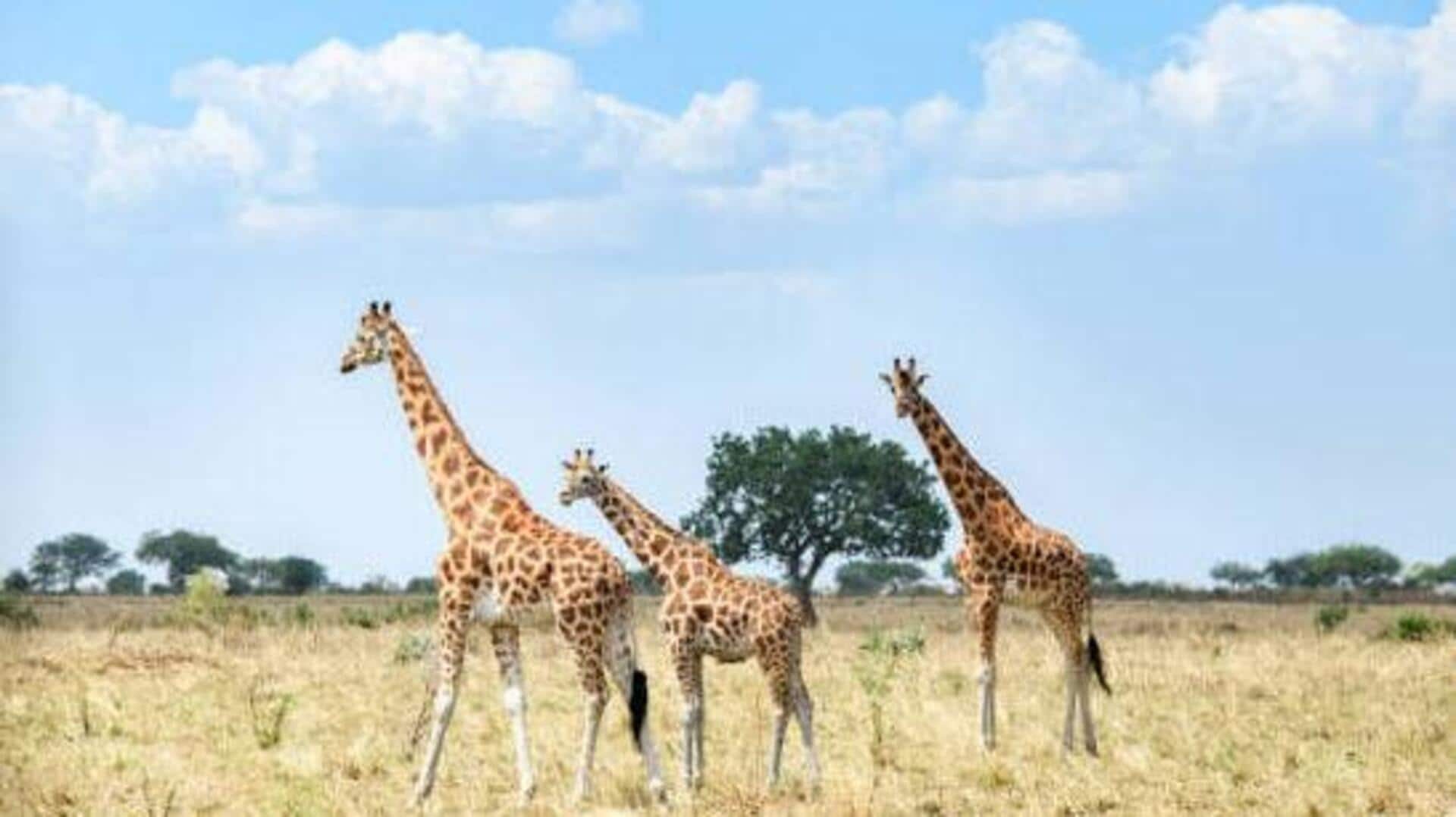 Uganda's best-kept secret: Kidepo Valley National Park