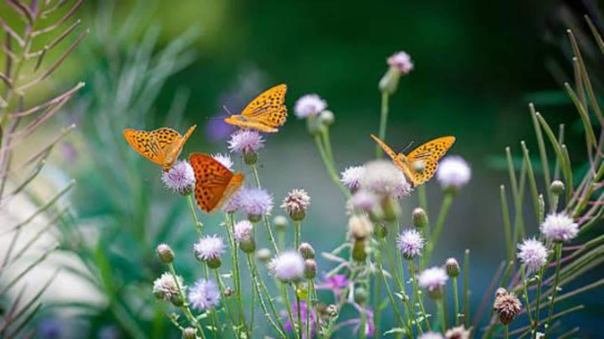 You must visit Zanzibar's butterfly sanctuary at least once 