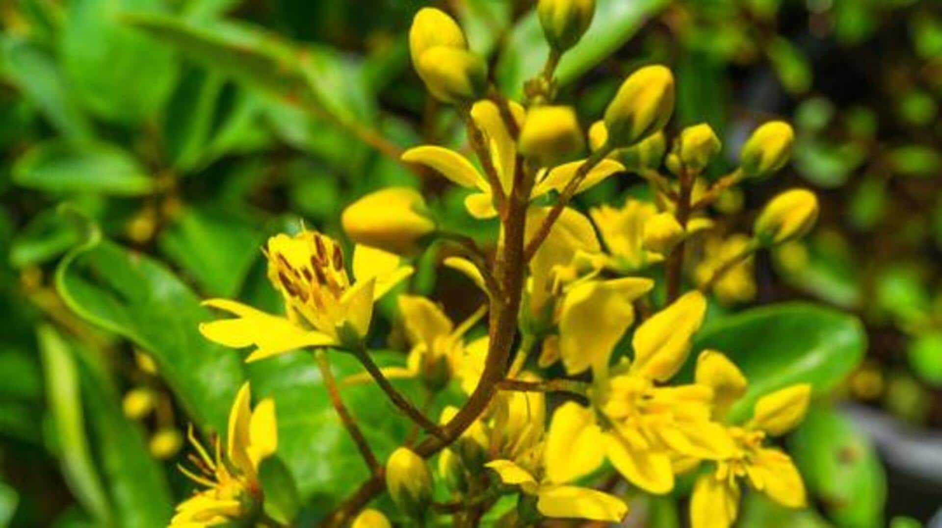 5 unique ways to use the gnidi flower 5 unique ways to use the gnidi flower