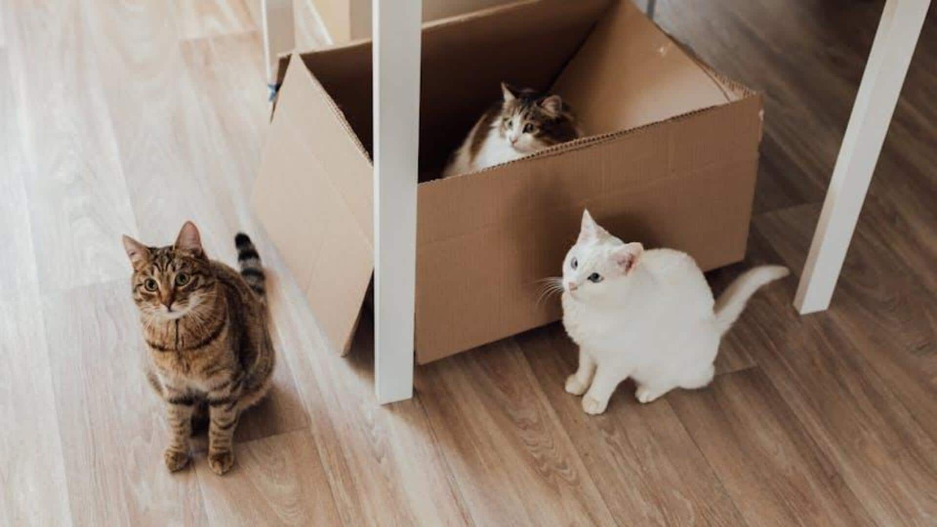 How to keep your home clean and pet-friendly