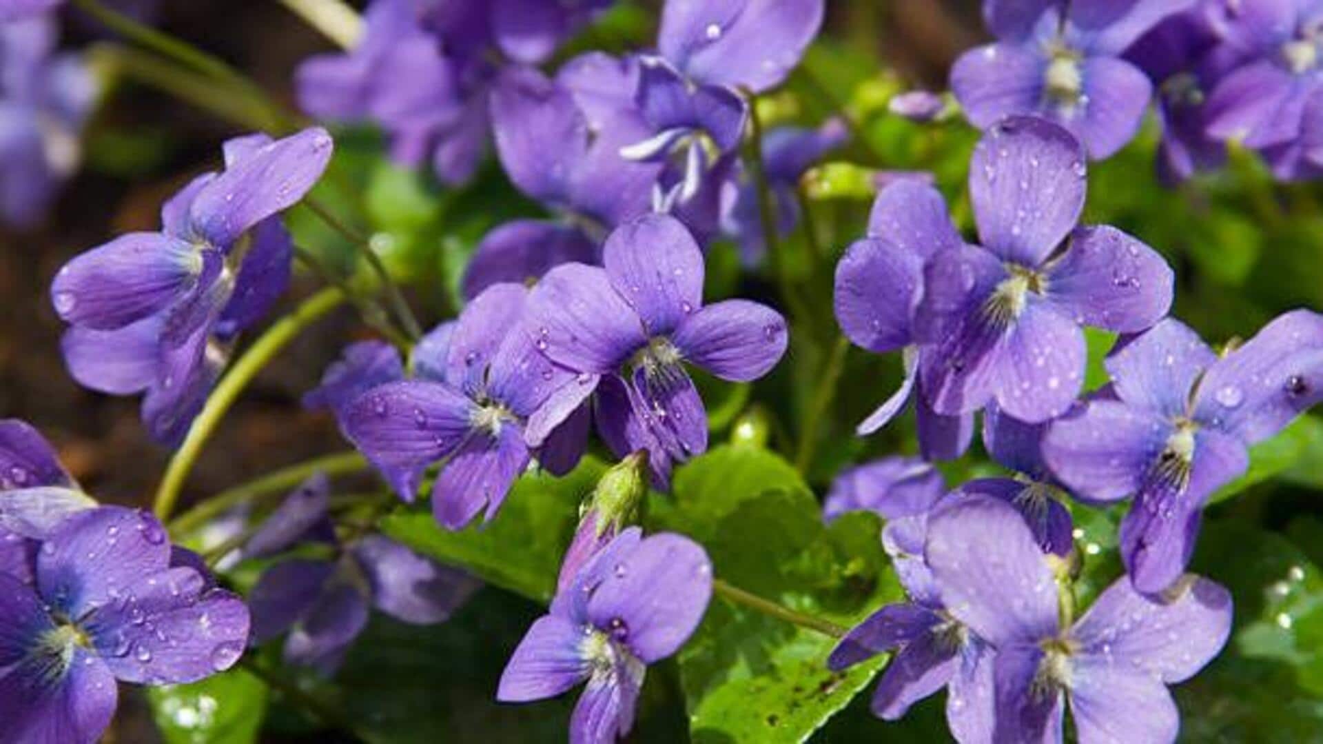 How to grow and care for viola flowers