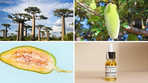 Exploring the skincare marvels of the baobab plant