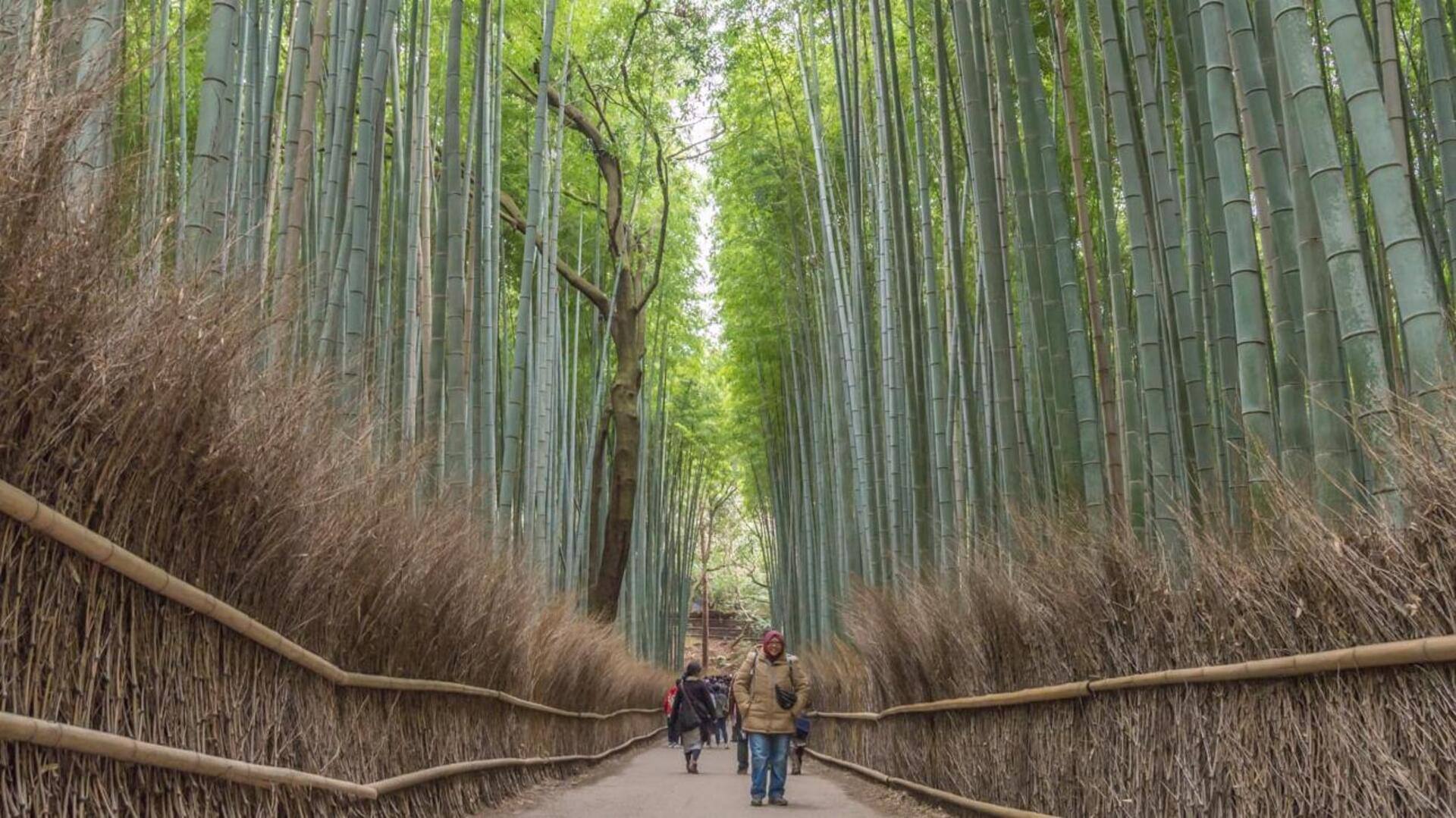Experience serenity in Kyoto's Arashiyama, Japan with this travel guide