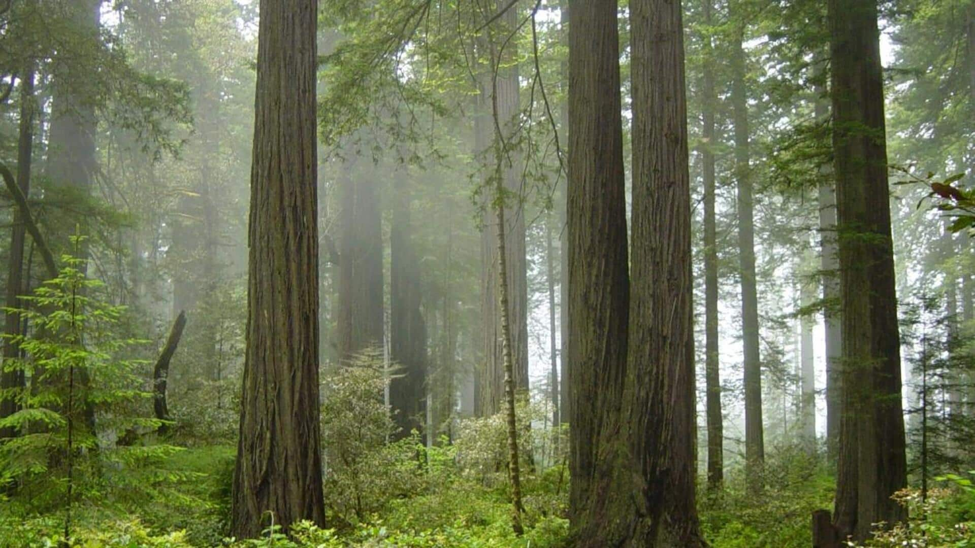 Majestic giants await in Redwood National and State Parks, California