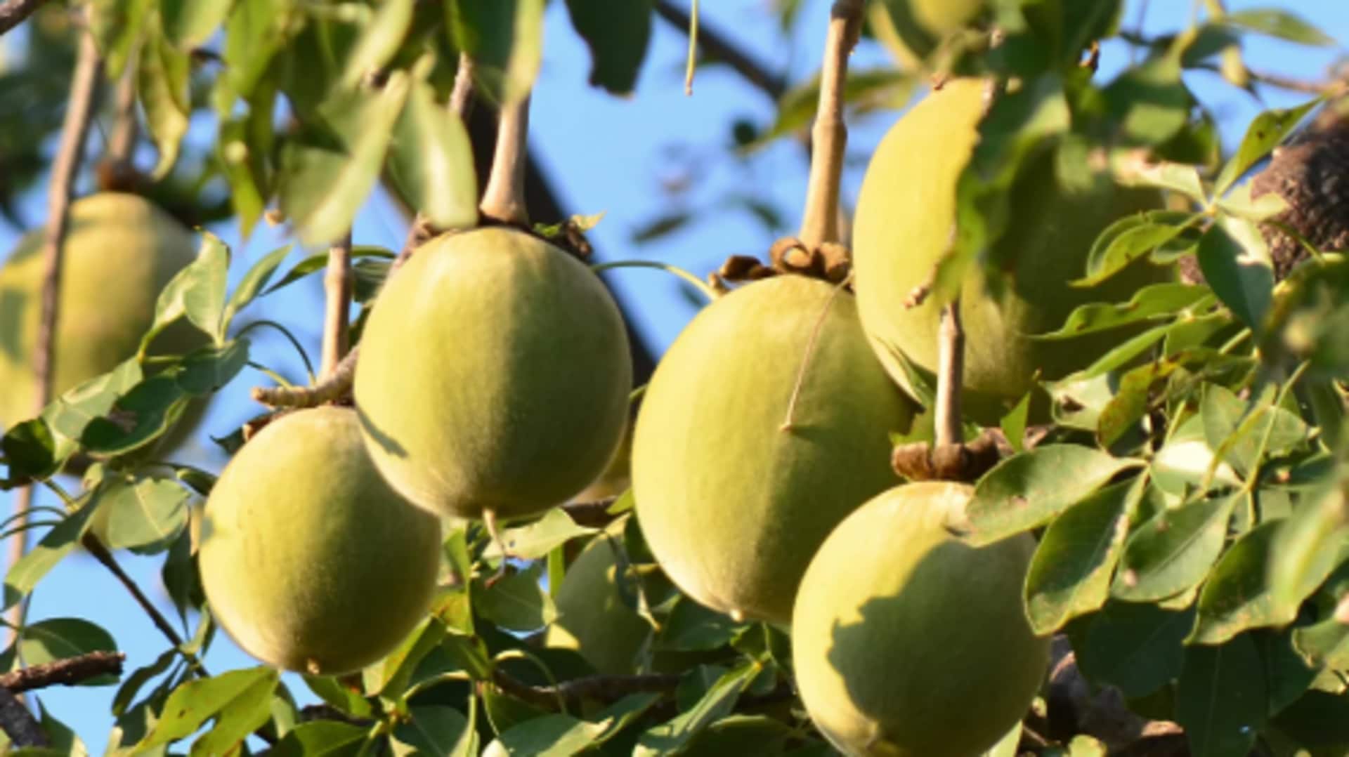 Baobab benefits: The superfood you didn't know you needed