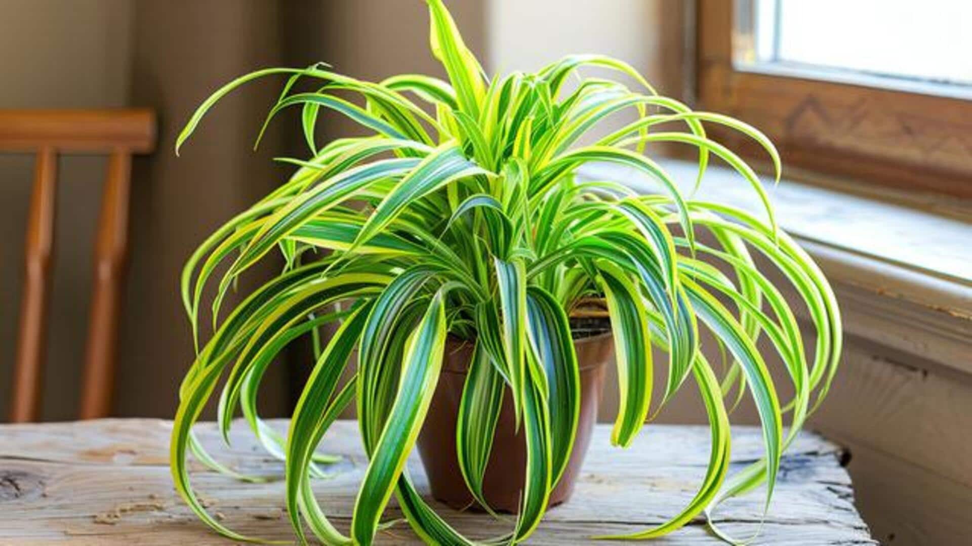 5 amazing health benefits of spider plant