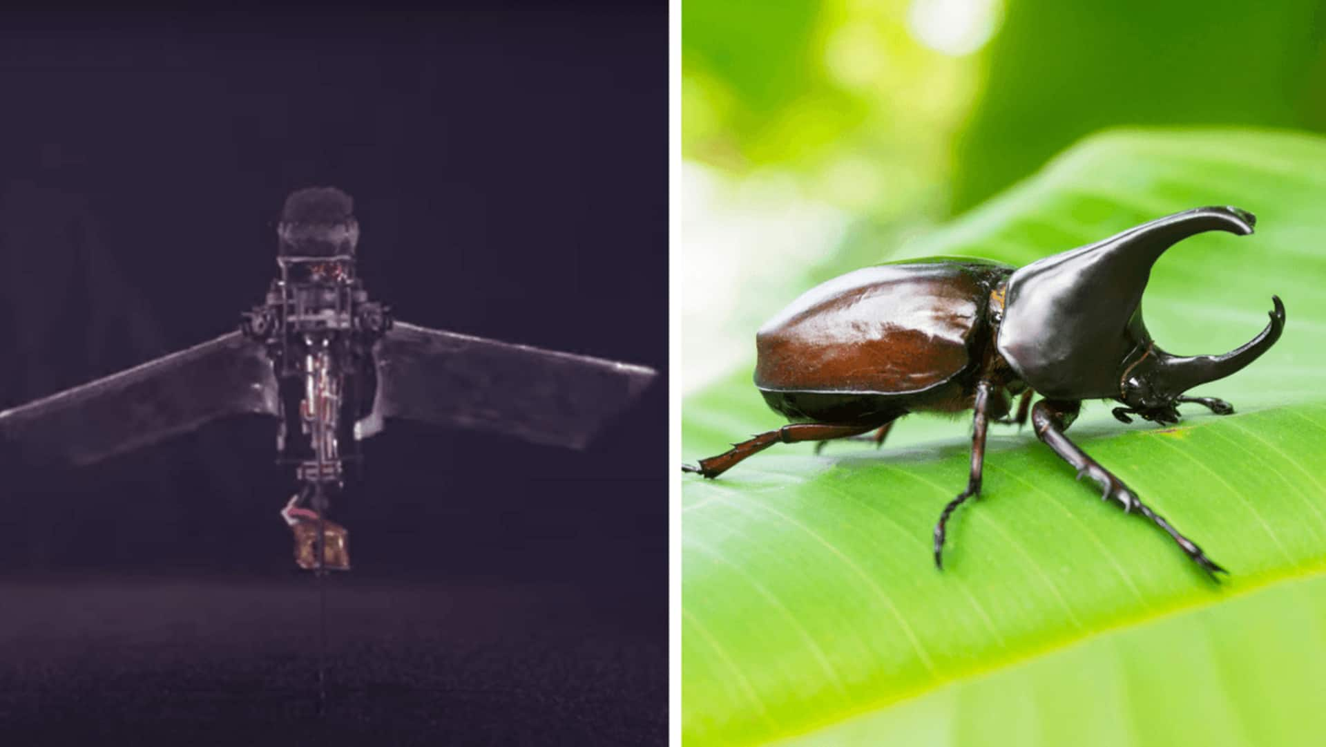 This tiny robot can fly like a beetle