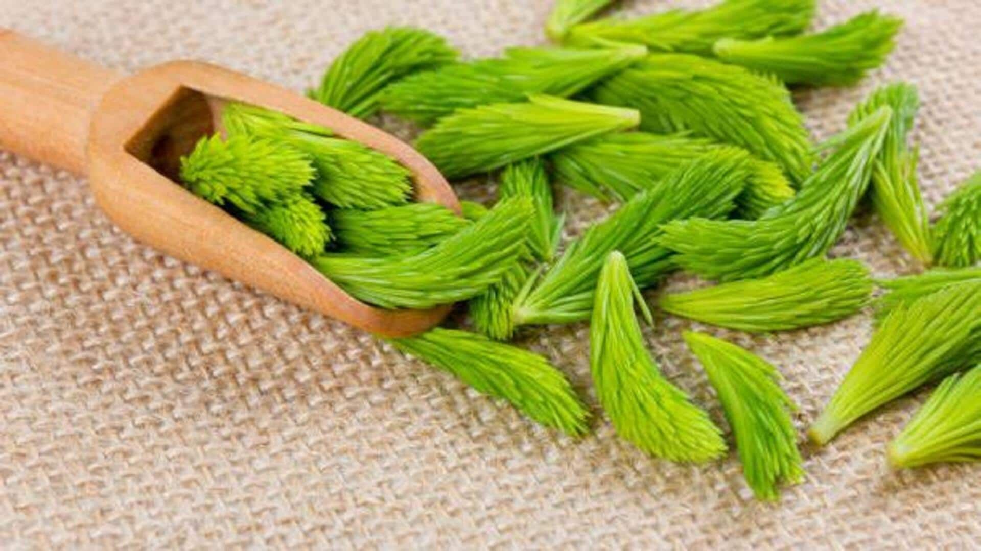 Heard of spruce tips? Discover their unique flavor and uses 