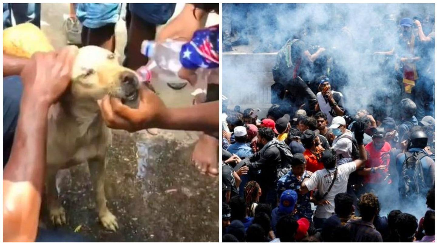 Sri Lankan protesters help tear-gassed dog outside PM office