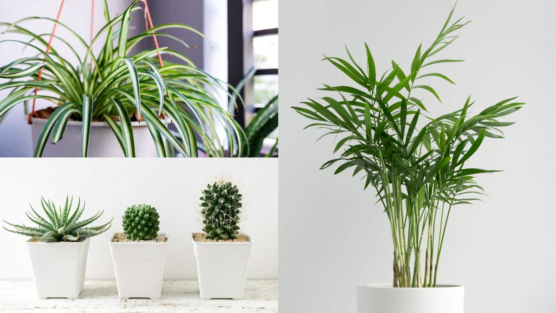 Looking for low-maintenance plants for office? Check these out